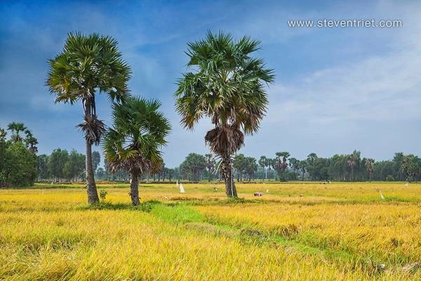 Bạn có thể dừng lại nơi có trồng nhiều cây thốt nốt, và đi sâu vào bên trong để khám phá cuộc sống và công việc thường ngày của người nông dân. Bạn có thể dừng lại nơi có trồng nhiều cây thốt nốt, và đi sâu vào bên trong để khám phá cuộc sống và công việc thường ngày của người nông dân.
