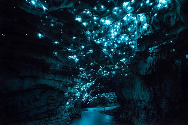 Hang đom đóm nằm ở thị trấn Waitomo, đảo Bắc, New Zealand hút hồn hàng nghìn du khách bởi vẻ đẹp lung linh của những chú đom đóm. Hang đom đóm nằm ở thị trấn Waitomo, đảo Bắc, New Zealand hút hồn hàng nghìn du khách bởi vẻ đẹp lung linh của những chú đom đóm.