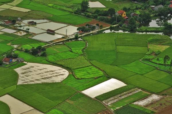 Dự kiến khoảng hai tuần nữa là lúc thảm lúa dưới thung lũng chín vàng rực rỡ. Dự kiến khoảng hai tuần nữa là lúc thảm lúa dưới thung lũng chín vàng rực rỡ.