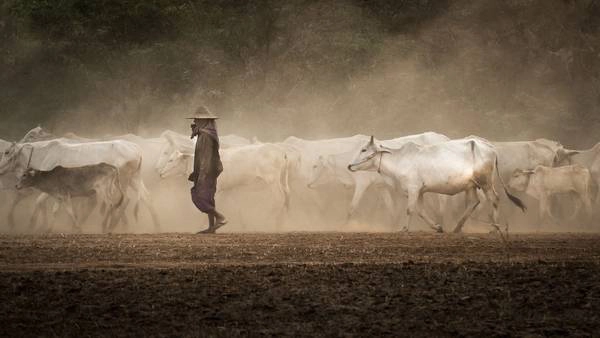 Hình ảnh những đàn bò trắng hiền lành đã trở thành một nét đẹp đặc trưng của Myanmar. Hình ảnh những đàn bò trắng hiền lành đã trở thành một nét đẹp đặc trưng của Myanmar.