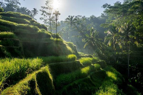 Ruộng bậc thang xanh mướt trong ánh mặt trời ở Bali, điểm tham quan nghỉ dưỡng nổi tiếng thế giới của Indonesia. Vùng đất này không chỉ có cảnh đẹp mà còn ghi điểm bởi nền văn hóa độc đáo, ẩm thực tươi ngon và các spa tuyệt hảo. Ruộng bậc thang xanh mướt trong ánh mặt trời ở Bali, điểm tham quan nghỉ dưỡng nổi tiếng thế giới của Indonesia. Vùng đất này không chỉ có cảnh đẹp mà còn ghi điểm bởi nền văn hóa độc đáo, ẩm thực tươi ngon và các spa tuyệt hảo.