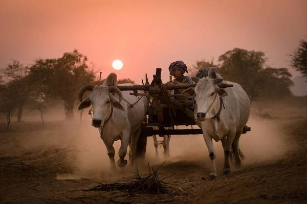 Chiếc xe bò lao vội trong ánh hoàng hôn đỏ rực, ấm áp ở vùng Bagan, miền đất Phật thiêng liêng của Myanmar. Chiếc xe bò lao vội trong ánh hoàng hôn đỏ rực, ấm áp ở vùng Bagan, miền đất Phật thiêng liêng của Myanmar.