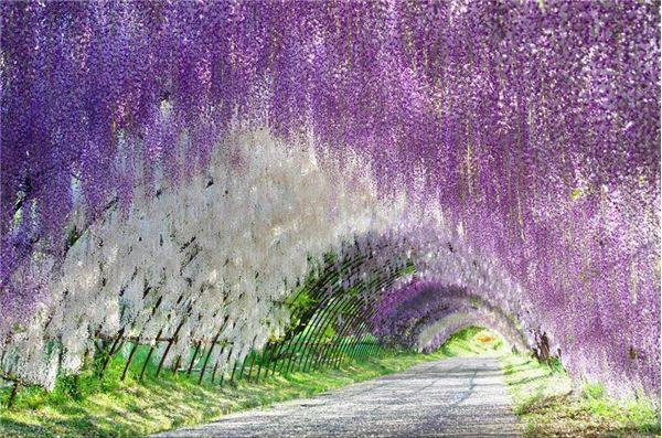 Du lịch Nhật Bản - Vườn Kawachi Fuji, Nhật Bản