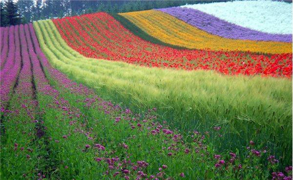 Du lịch Nhật Bản - Hokkaido, Nhật Bản.