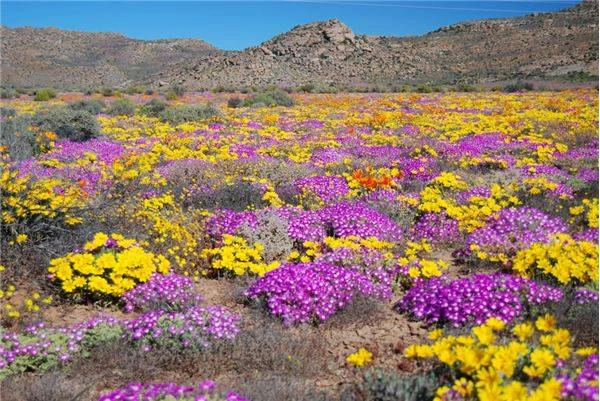 Du lịch Namibia - Namaqualand, Namibia. 