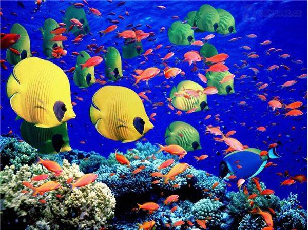 Du lịch Úc - Rạn san hô reat Barrier Reef, Úc. 