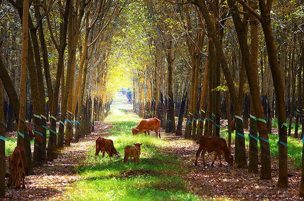 <strong>Đồng Nai: </strong> Đây là nơi công ty cao su đầu tiên được thành lập tại Việt Nam. Thời điểm đẹp nhất để ghé thăm rừng cao su ở Đồng Nai là vào mùa thay lá, thường khoảng cuối tháng 12.