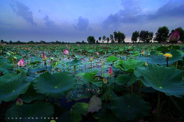 <strong>Long An: </strong> Vùng đất Long An nổi tiếng với những ruộng sen mênh mông, thơm ngào ngạt. Tháng 5, 6 là thời điểm hoa nở rộ và Tân Thanh là một trong những huyện trồng nhiều sen nhất tỉnh Long An.
