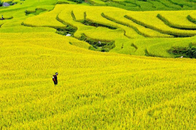 5. Hoàng Su Phì: Hoàng Su Phì là địa danh nổi tiếng với những ruộng lúa bậc thang chín vàng bát ngát thơ mộng. Khoảng tháng 5 (mùa nước đổ) hoặc tháng 9 (mùa lúa chín) đều là thời điểm tuyệt đẹp để tới đây. 5. Hoàng Su Phì: Hoàng Su Phì là địa danh nổi tiếng với những ruộng lúa bậc thang chín vàng bát ngát thơ mộng. Khoảng tháng 5 (mùa nước đổ) hoặc tháng 9 (mùa lúa chín) đều là thời điểm tuyệt đẹp để tới đây. Ảnh: @Youtube.