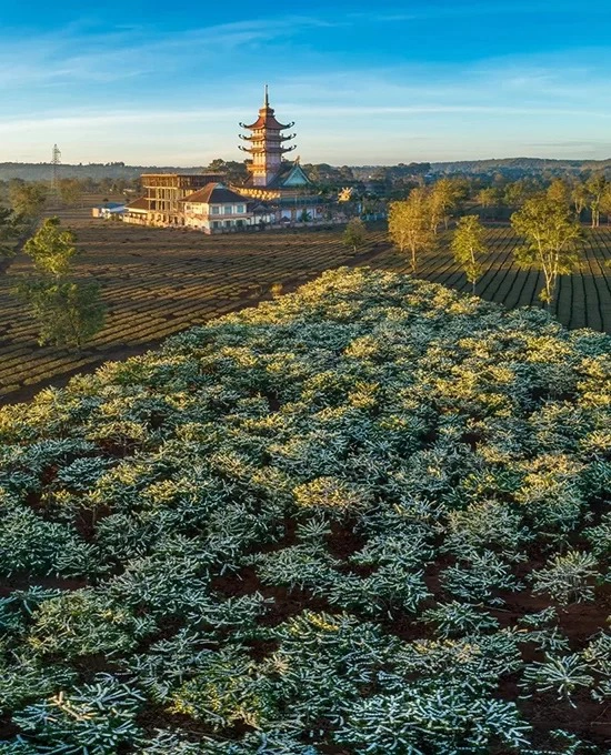 Mùa hoa cà phê nở trắng trên nương rẫy và tháp chùa Bửu Minh phía xa. Mỗi năm, hoa cà phê thường nở khoảng 2-3 đợt, từ tháng 12 đến tháng 3 năm sau, mỗi đợt kéo dài từ 7 đến 10 ngày. Sáng sớm là lúc lý tưởng để du khách “săn” hoa cà phê. Nhờ đặc điểm thổ nhưỡng là đất đỏ bazan màu mỡ, mảnh đất này trở thành một trong những “thủ phủ cây cà phê” ở Tây Nguyên.