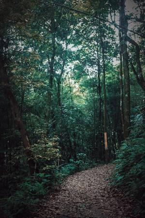 Những con đường không quá khó đi, lý tưởng cho những người yêu thích trekking và leo núi. Những con đường không quá khó đi, lý tưởng cho những người yêu thích trekking và leo núi.