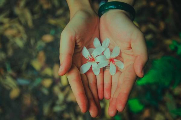 Rừng Tam Đảo có rất nhiều loài hoa nở quanh năm. Nếu đi đúng vào mùa phong lan nở, bạn sẽ vô cùng bất ngờ bởi vẻ đẹp của rừng Phong Lan. Rừng Tam Đảo có rất nhiều loài hoa nở quanh năm. Nếu đi đúng vào mùa phong lan nở, bạn sẽ vô cùng bất ngờ bởi vẻ đẹp của rừng Phong Lan.