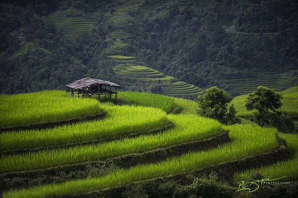 Cánh đồng lúa huyền thoại ở tỉnh Hà Giang. Cánh đồng lúa huyền thoại ở tỉnh Hà Giang.