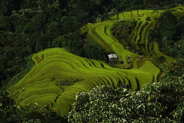 Những người phụ nữ dân tộc Dao làm việc trên cánh đồng lúa ở Hoàng Su Phì, Hà Giang. Những người phụ nữ dân tộc Dao làm việc trên cánh đồng lúa ở Hoàng Su Phì, Hà Giang.