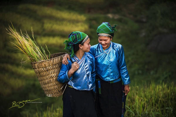 Những người phụ nữ Dao vào mùa gặt. Những người phụ nữ Dao vào mùa gặt.