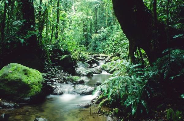 Khu rừng rậm Darien Gap