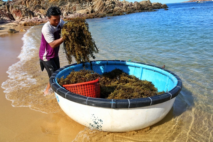 Rong biển là đặc sản của làng chài Bãi Xếp. Người dân cho biết, rong này được phơi khô và chế biến thành nước uống mát vào mùa hè, có thể nấu cùng với chè. Rong biển là đặc sản của làng chài Bãi Xếp. Người dân cho biết, rong này được phơi khô và chế biến thành nước uống mát vào mùa hè, có thể nấu cùng với chè.
