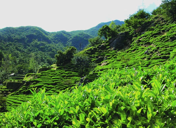 Hadong còn được biết đến như một thủ phủ của cây chè. Tại đây, chè được trồng trên những ngọn đồi trập trùng trong như những cánh đồng ruộng bậc thang tại Việt Nam. Mỗi năm, Hadong tổ chức nhiều lễ hội liên quan đến chè cho khách du lịch tham quan và trực tiếp tham gia.