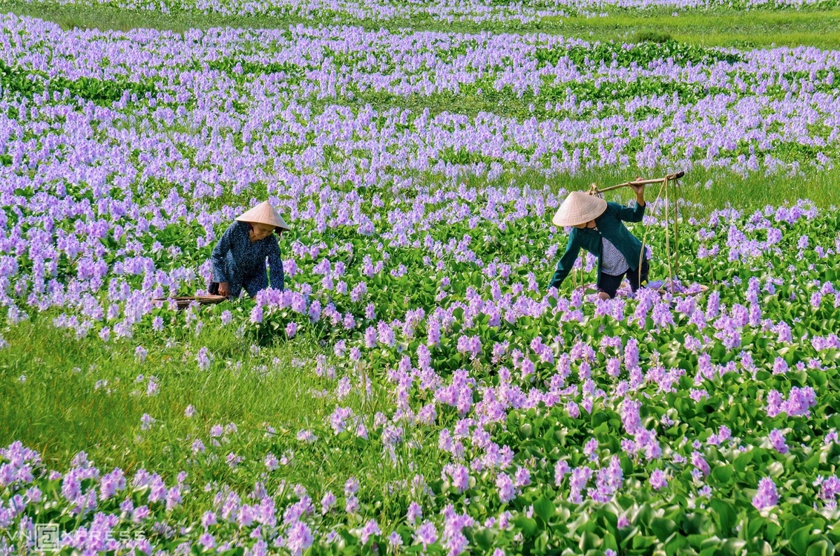 Những người phụ nữ hái hoa lục bình. Vào hè, lục bình nở hoa màu tím nhạt, mang vẻ đẹp tự nhiên và tươi mát cả một vùng quê. Cánh hoa lục bình chỉ nở trong một ngày. Sau khi hoa tàn, một đài hoa khác lại mọc lên và bung nở vẻ đẹp đằm thắm.