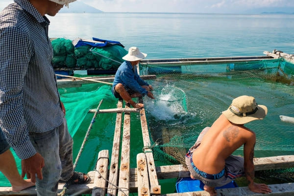 Trên đường ra đảo có nhiều bè hải sản của người dân với giá cả rất phải chăng. Chúng tôi đã nhờ anh Vắng mua hải sản từ trước, nhưng vẫn ghé vào mua thêm cá mú với giá 250.000 đồng/kg và tôm tít 170.000 đồng/kg. Trên đường ra đảo có nhiều bè hải sản của người dân với giá cả rất phải chăng. Chúng tôi đã nhờ anh Vắng mua hải sản từ trước, nhưng vẫn ghé vào mua thêm cá mú với giá 250.000 đồng/kg và tôm tít 170.000 đồng/kg.