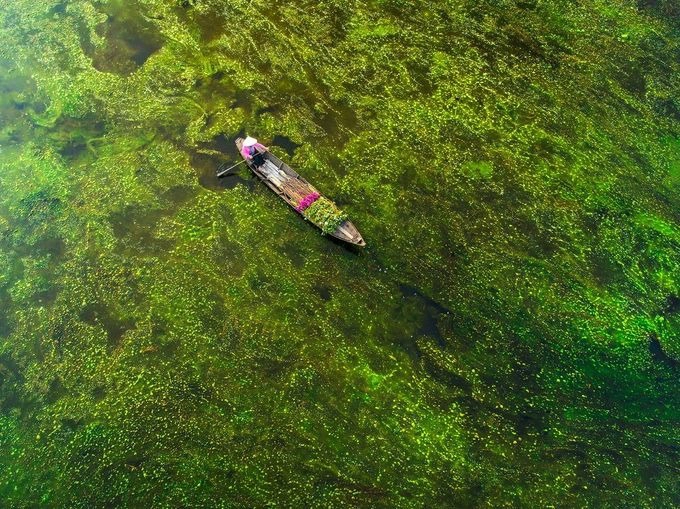 Người phụ nữ hái hoa súng, xung quanh là mảng bèo xanh nổi trên mặt nước tại Tân An.