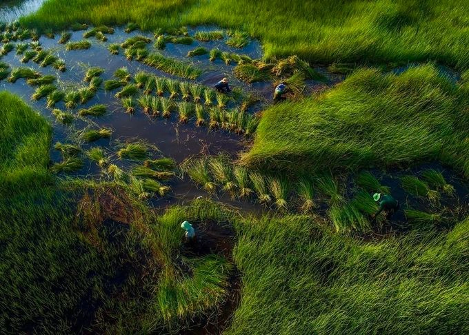 Hàng cây thốt nốt soi bóng trên màu nước phù sa Tịnh Biên, An Giang. An Giang và Đồng Tháp là những tỉnh đón nước đầu tiên, sau đó tới các vùng khác trong khu vực đồng bằng sông Cửa Long. Tùy theo năm mà lũ về sớm hay muộn. Năm nay, con nước về muộn, tận cuối tháng 8 âm lịch.