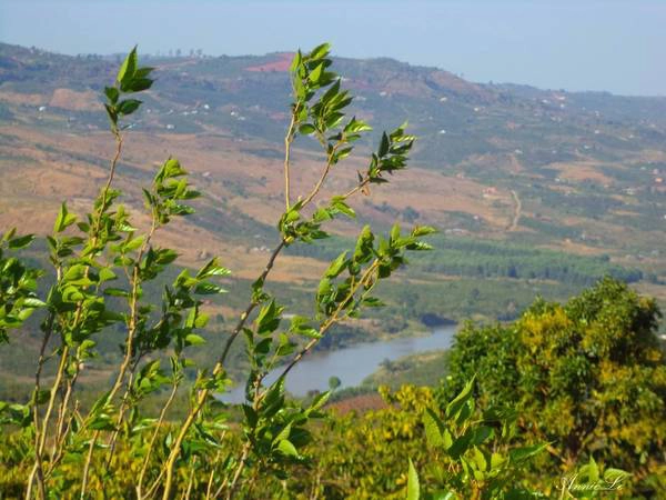 Ruộng dâu. Ruộng dâu.