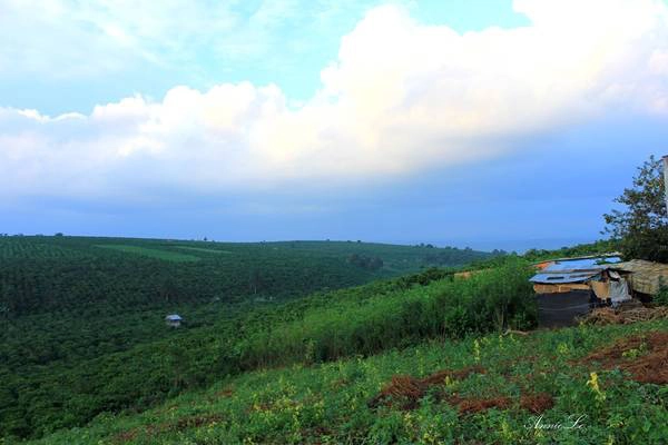Đất bazan màu mỡ phủ màu đỏ trên khắp cao nguyên, thuận lợi cho việc canh tác cây công nghiệp lâu năm, đặc biệt là cà phê Robusta (cà phê vối). Đất bazan màu mỡ phủ màu đỏ trên khắp cao nguyên, thuận lợi cho việc canh tác cây công nghiệp lâu năm, đặc biệt là cà phê Robusta (cà phê vối).