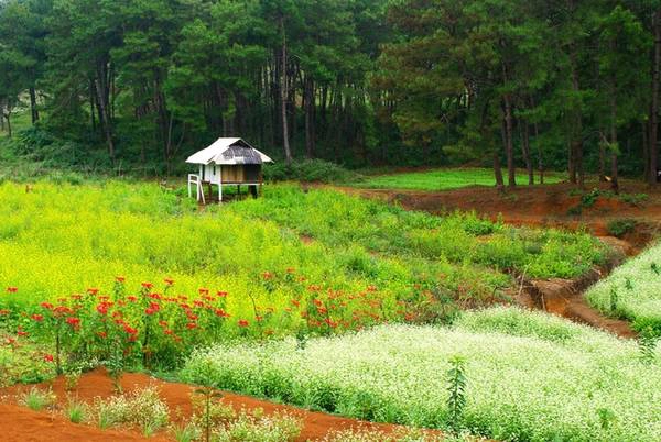 Nằm cách Hà Nội 190 km theo hướng quốc lộ 6, cao nguyên Mộc Châu từ lâu là điểm đến hấp dẫn biết bao người. Đường đi thuận lợi, khí hậu mát mẻ quanh năm cùng hệ thực vật bốn mùa khoe sắc... khiến nơi đây luôn là địa chỉ số một cho những kỳ nghỉ ngắn ngày tại miền Bắc. Nằm cách Hà Nội 190 km theo hướng quốc lộ 6, cao nguyên Mộc Châu từ lâu là điểm đến hấp dẫn biết bao người. Đường đi thuận lợi, khí hậu mát mẻ quanh năm cùng hệ thực vật bốn mùa khoe sắc... khiến nơi đây luôn là địa chỉ số một cho những kỳ nghỉ ngắn ngày tại miền Bắc.
