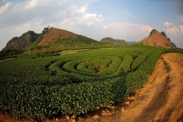 Tháng 12, những nương chè tại thị trấn Nông trường vẫn xanh mướt. Tháng 12, những nương chè tại thị trấn Nông trường vẫn xanh mướt.