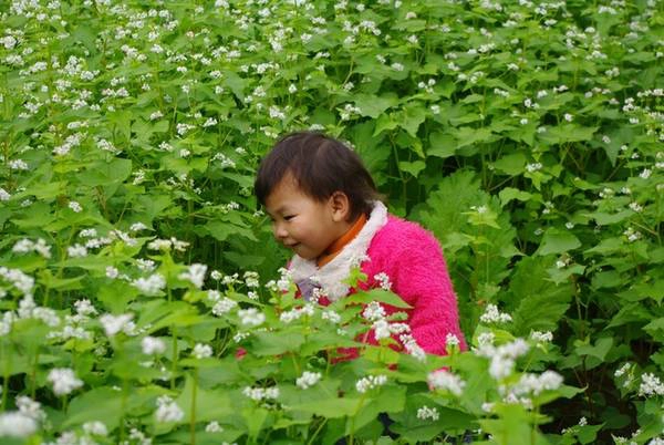 Hình ảnh một bé gái người Thái trong vườn tam giác mạch tại bản Áng cách trung tâm thị trấn 5 km. Đây chính là điều đặc biệt của mùa đông năm nay khi một số hộ gia đình đã lần đầu tiên thử nghiệm thành công trồng loài hoa đặc trưng của cao nguyên đá Hà Giang tại Mộc Châu. Hình ảnh một bé gái người Thái trong vườn tam giác mạch tại bản Áng cách trung tâm thị trấn 5 km. Đây chính là điều đặc biệt của mùa đông năm nay khi một số hộ gia đình đã lần đầu tiên thử nghiệm thành công trồng loài hoa đặc trưng của cao nguyên đá Hà Giang tại Mộc Châu.