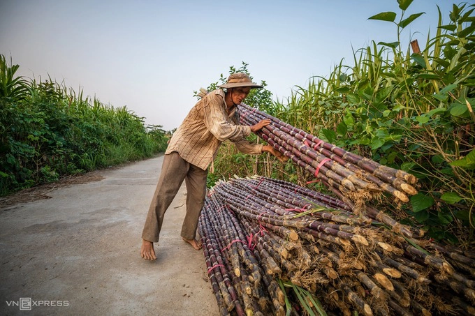 Người nông dân vác những bó mía ra con đường chạy xuyên qua những thửa ruộng để chờ thương lái tới chở đi bằng xe tải. Người buôn mía tiếp tục bỏ mối cho các chủ bán lẻ. Mía Cẩm Tân có vị nước ngọt lịm, lại bắt mắt về hình thức nên rất được người tiêu dùng ưa chuộng.