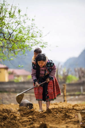 Phụ nữ H'Mông địu con lên nương, ở Mộc Châu. Phụ nữ H'Mông địu con lên nương, ở Mộc Châu.