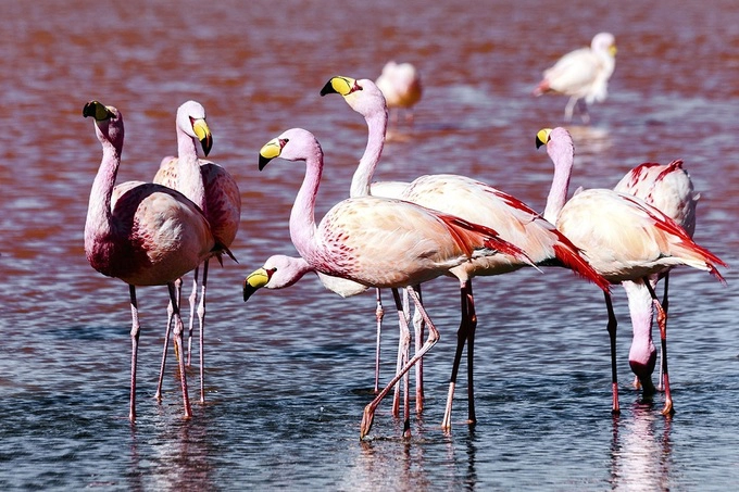 Các sinh vật tự nhiên có thể thích nghi và sinh sống ở Salar de Uyuni bao gồm chim hồng hạc và xương rồng cao tới 12 m. Cùng với cánh đồng muối bất tận và cảnh quan núi lửa độc đáo của dãy Andes, Salar de Uyuni sở hữu vẻ đẹp ngoạn mục không thể tìm thấy ở bất cứ nơi nào trên thế giới.  Cánh đồng muối nằm ở khu vực hẻo lánh và có độ cao lớn. Một số tour còn đưa khách trải nghiệm lên tới độ cao 5.000 m, có thể gây ra những vấn đề về sức khỏe như sốc độ cao, khó thở và chóng mặt. Để khắc phục, bạn có thể tập quen với độ cao ở thành phố La Paz trong vài ngày hoặc mang theo thuốc. Ảnh: Sahara Spirit.