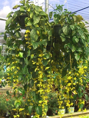 Vườn Nong Nooch hàng chục nhìn loại hoa cây cảnh, được đem về từ nhiều quốc gia trên thế giới. Rất nhiều trong đó là thực vật quý hiếm. Ảnh: Orientalescape. Vườn Nong Nooch hàng chục nhìn loại hoa cây cảnh, được đem về từ nhiều quốc gia trên thế giới. Rất nhiều trong đó là thực vật quý hiếm. Ảnh: Orientalescape.