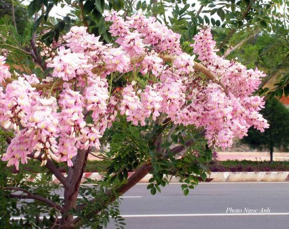 Ảnh: Ngọc Anh Ảnh: Ngọc Anh