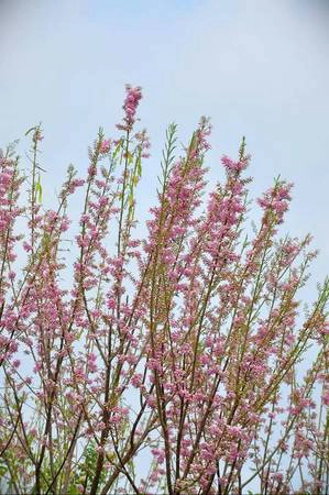 Ảnh: phuot hoa-do-mai-ivivu-3