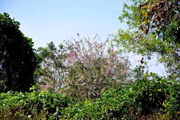 Ảnh: baodaklak Ảnh: baodaklak