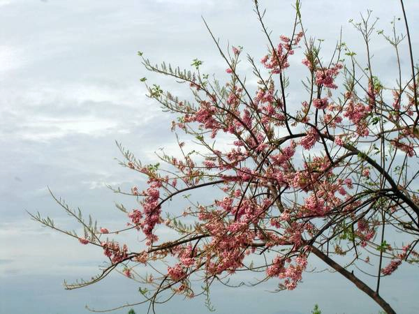 Ảnh: cungbandulich Ảnh: cungbandulich