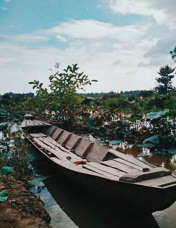 Xuồng là phương tiện di chuyển chính ở trong những cánh đồng sen bạt ngàn ở Tháp Mười.