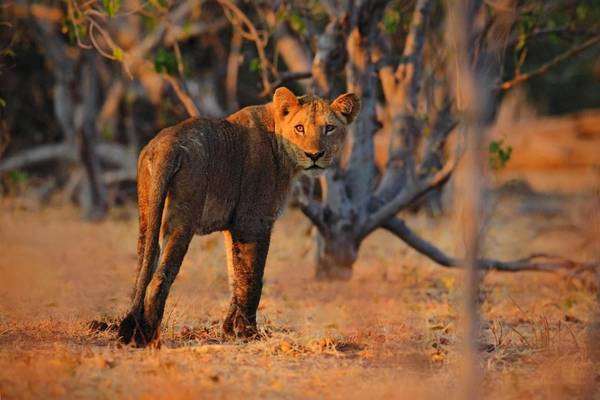 Sa mạc Kalahari rộng 500.000 km2, ở phía nam châu Phi. Kalahari được bao phủ bằng lớp cát màu nâu đỏ. Tuy vậy, nó không thực sự được coi là một sa mạc, bởi một số khu vực bên trong vẫn có nước, và nhận được mưa trong năm, tạo điều kiện thuận lợi cho một số sinh vật phát triển. Ảnh: Telegraph.