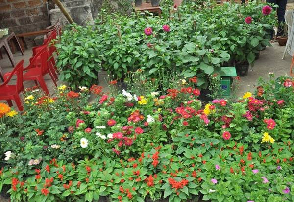 Sặc sỡ sắc hoa chuẩn bị cho những ngày Tết sắp đến. Sặc sỡ sắc hoa chuẩn bị cho những ngày Tết sắp đến.