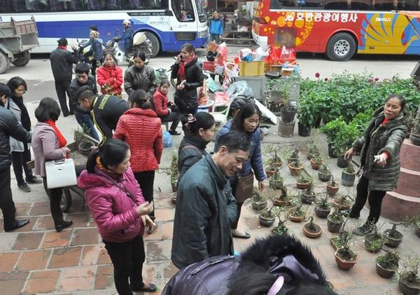 Khách du lịch hào hứng chọn những gốc mai trắng về chơi Tết. Khách du lịch hào hứng chọn những gốc mai trắng về chơi Tết.