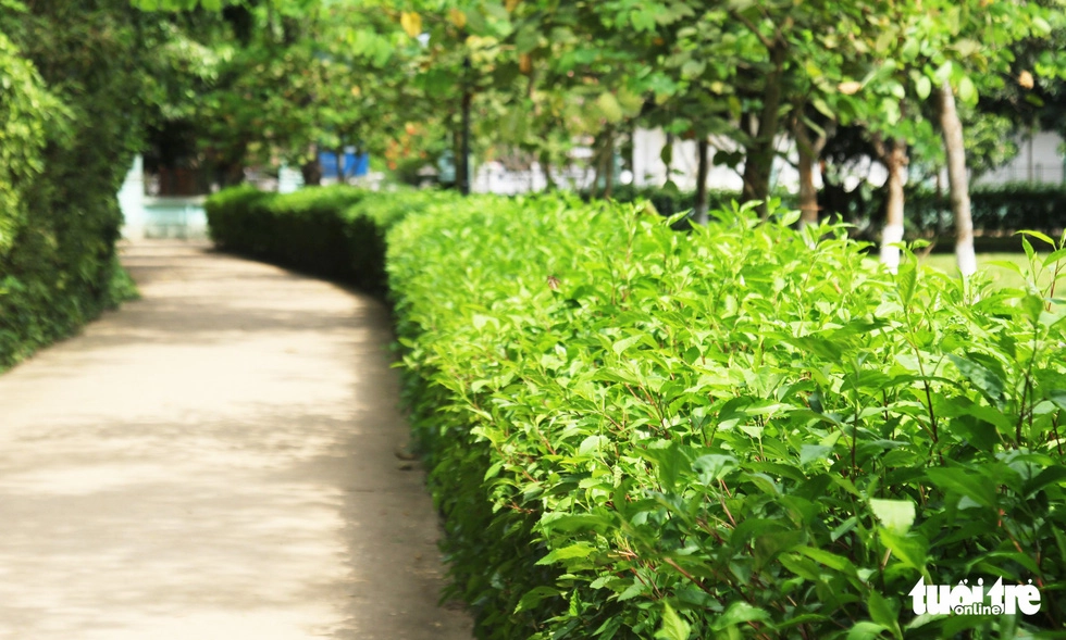 Bờ hoa râm bụt phủ dày xanh ngát hai hàng lối đi. Trong số những loài cây được Bác yêu thích và hiện diện trong suốt cuộc đời Người, kể cả khi Người phải xa quê hương, xa Tổ quốc là bóng hình của hoa râm bụt - Ảnh: DOÃN HÒA