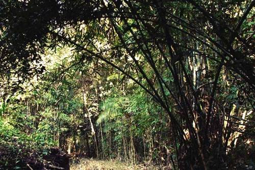 Trên đường đi rừng, dễ dàng bắt gặp những bụi tre lồ ô Trên đường đi rừng, dễ dàng bắt gặp những bụi tre lồ ô