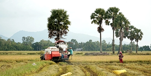 Thốt nốt như loài cây "biểu tượng" của tỉnh An Giang. Ảnh: Phong Vinh. Thốt nốt như loài cây "biểu tượng" của tỉnh An Giang. Ảnh: Phong Vinh.