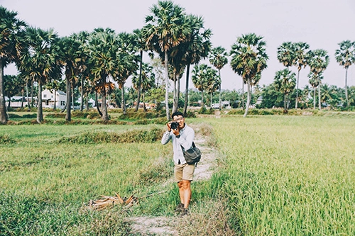Những cánh rừng thốt nốt xanh mướt. Ảnh: Linh Sea. Những cánh rừng thốt nốt xanh mướt. Ảnh: Linh Sea.