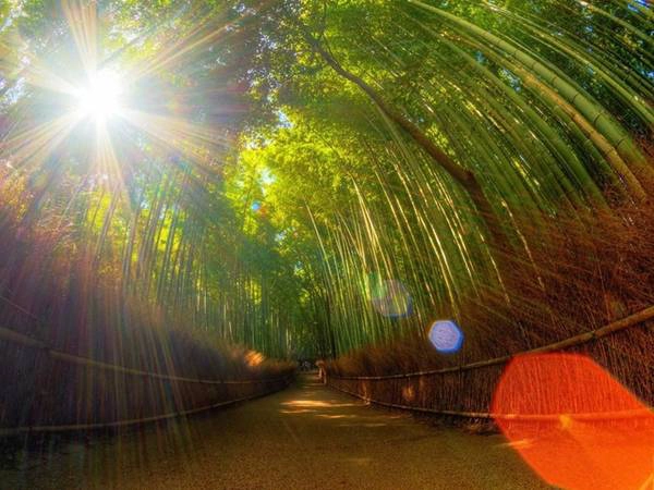 Kyoto có nhiều thắng cảnh tuyệt diệu, như rừng tre Arashiyama, nổi tiếng với vẻ đẹp như ở một thế giới khác. Kyoto có nhiều thắng cảnh tuyệt diệu, như rừng tre Arashiyama, nổi tiếng với vẻ đẹp như ở một thế giới khác.