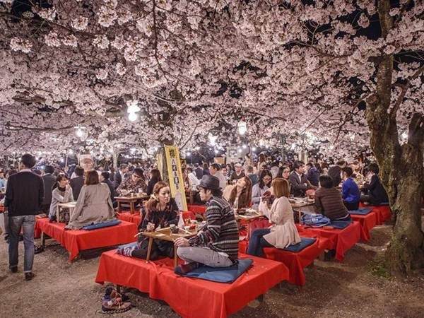 Lễ hội ngắm hoa ở công viên Maruyama là dịp để du khách trải nghiệm văn hóa của người Nhật và ngắm nhìn khung cảnh như thế giới thần tiên. Lễ hội ngắm hoa ở công viên Maruyama là dịp để du khách trải nghiệm văn hóa của người Nhật và ngắm nhìn khung cảnh như thế giới thần tiên.