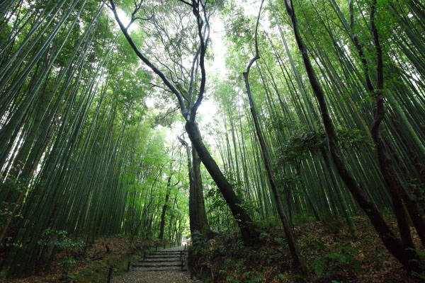 Thiên nhiên quanh những ngôi đền cổ ở Kyoto